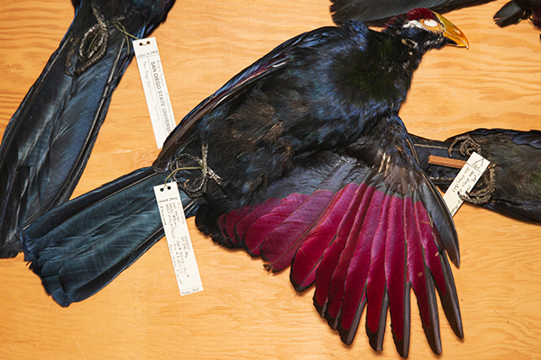 Specimen of a black bird with burgundy wings.