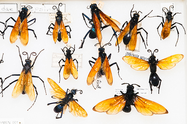 11 wasp specimens on a card.