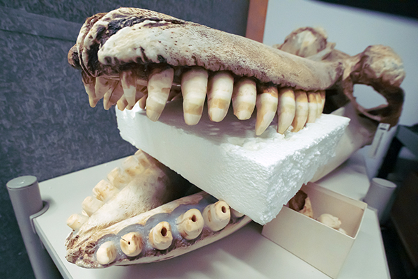 Closeup of animal's skull with large teeth.