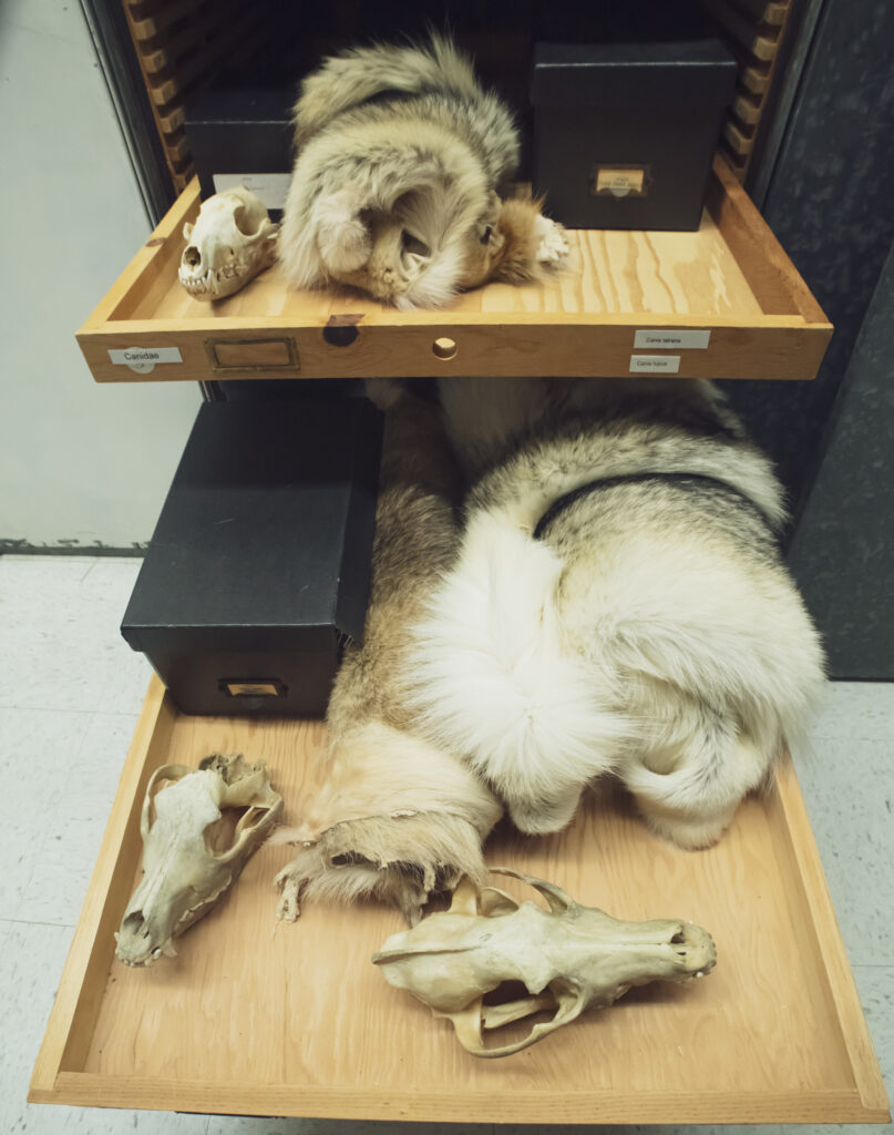 museum cabinet with various carnivore skulls and skins
