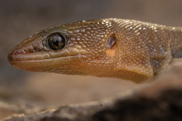 Closeup of a night lizard's head