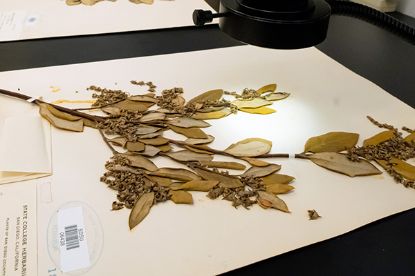 Dried plant specimen under microscope.