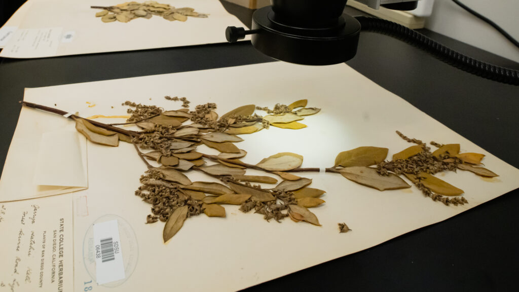 Herbarium specimen viewed under a dissecting microscope.