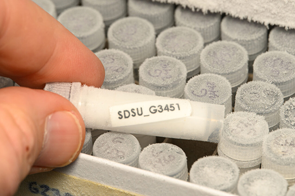 Fingers holding a frozen tissue sample in a vial. Box of vials are below.
