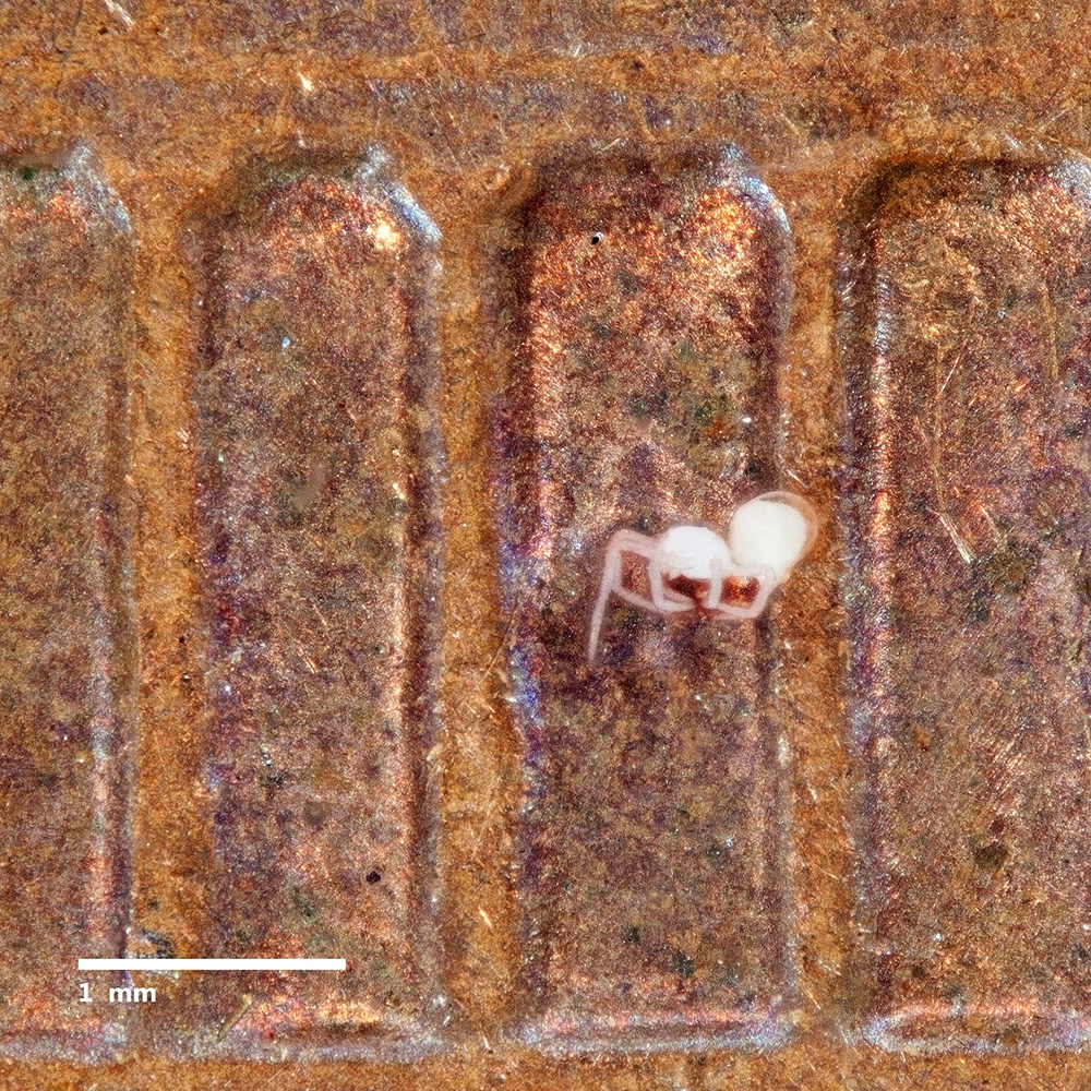Anapistula shown on back of Lincloln penny.