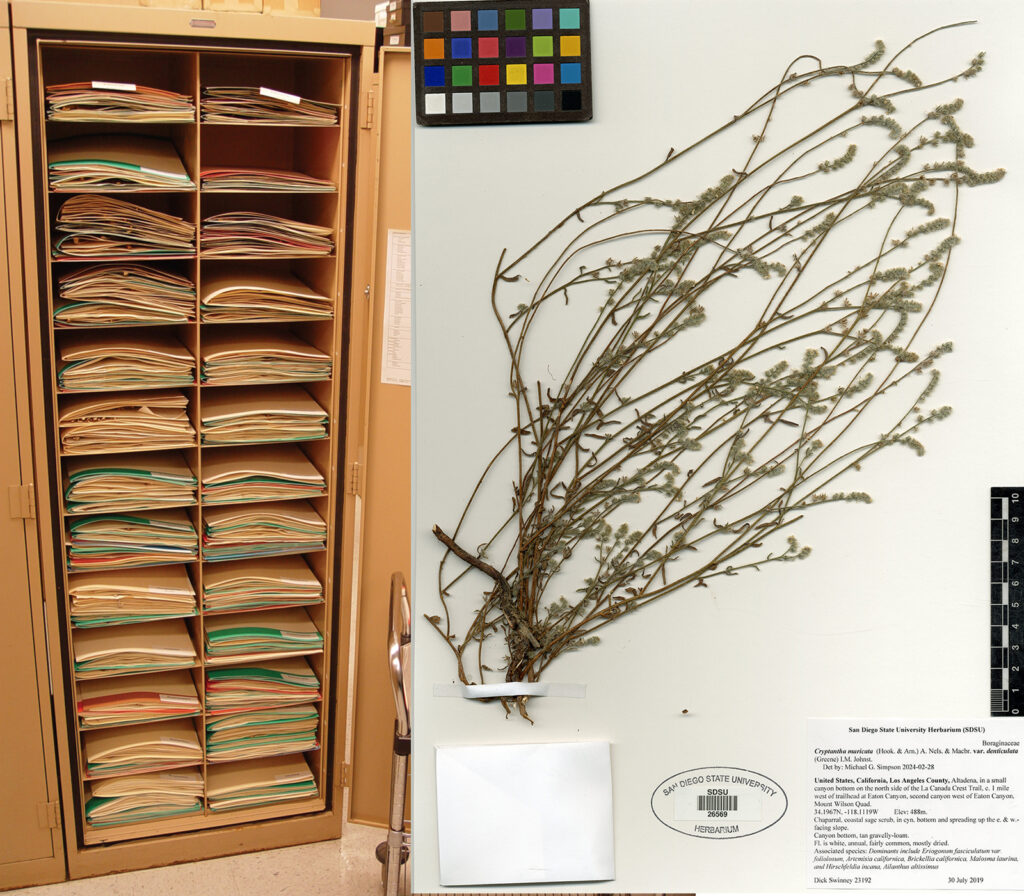 Left: Herbarium cabinet. Right: Specimen from Dick Swinney.
