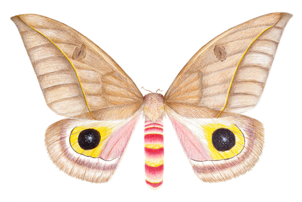drawing of moth