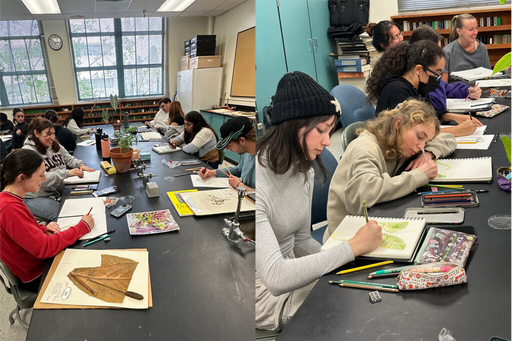 Students from SDSU art class and plant systematics class drawing plants.