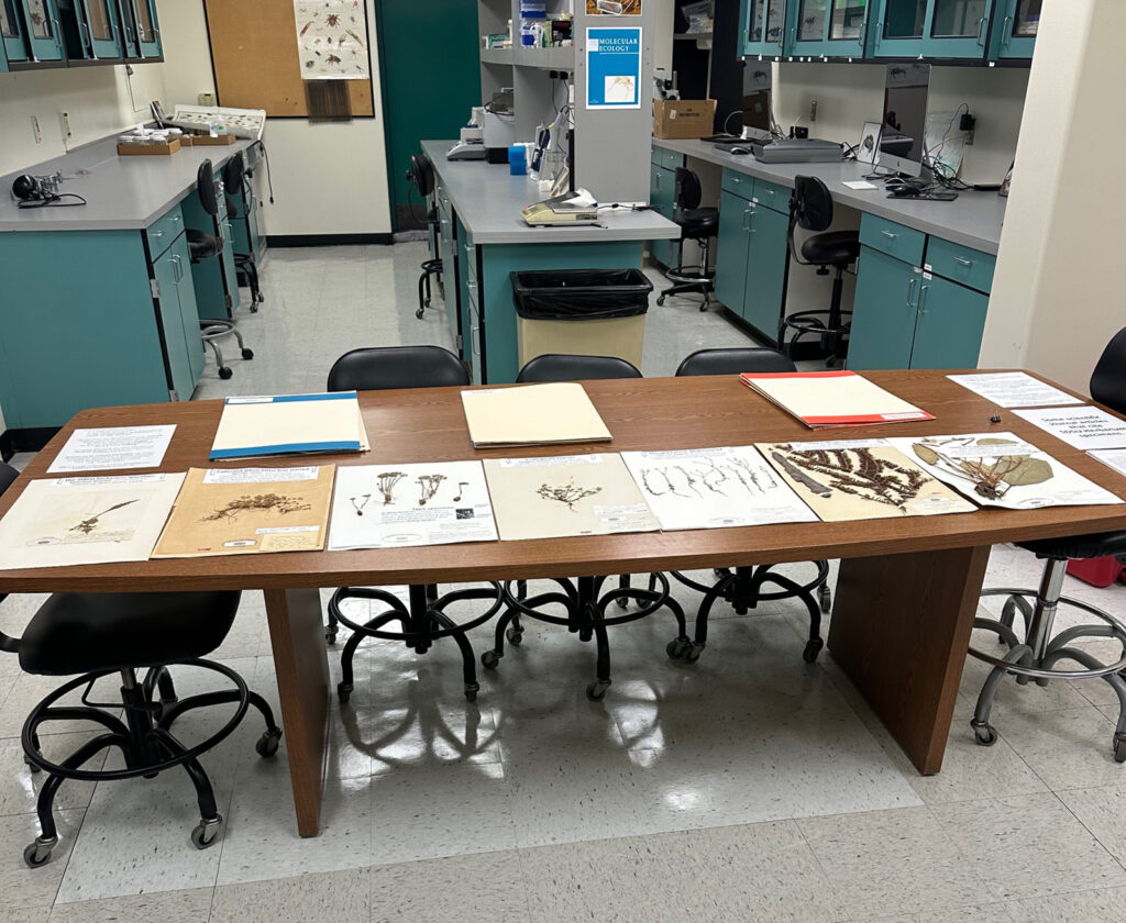 Specimens from SDSU Herbarium, on display for art event.
