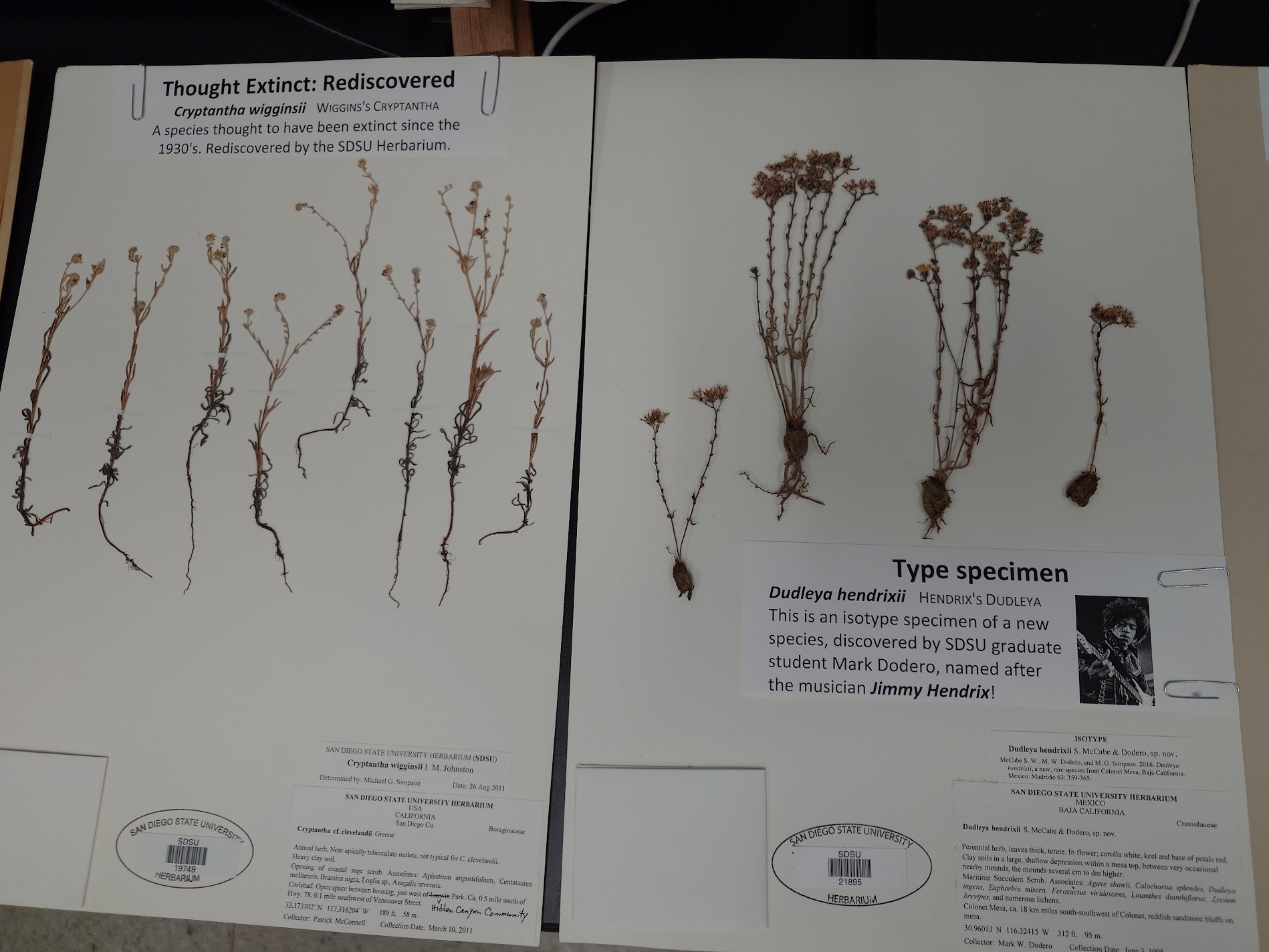 Two herbarium specimens on display during the Cuyamaca College tour.