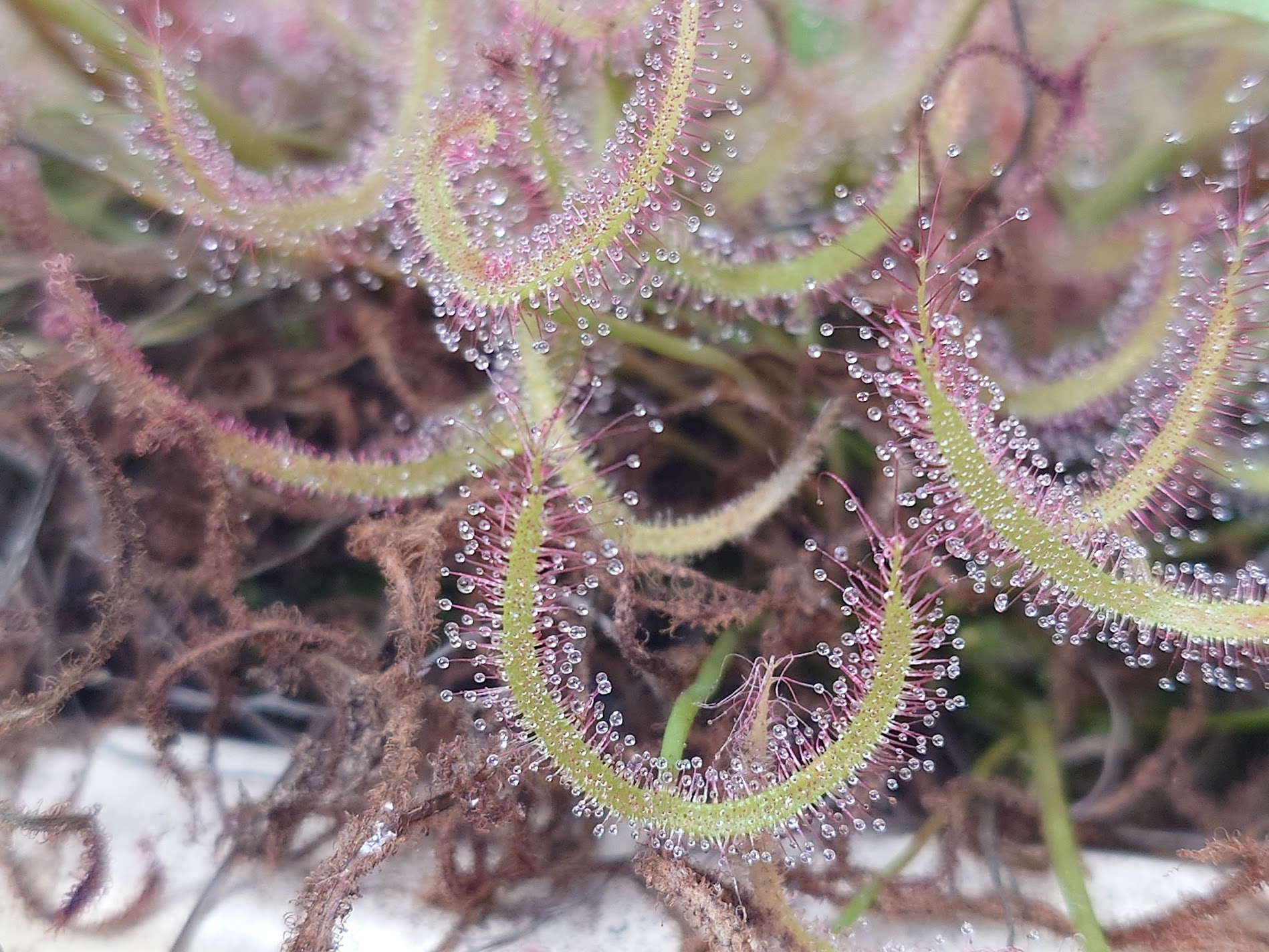 Drosera plant at the SDSU Greenhouse.